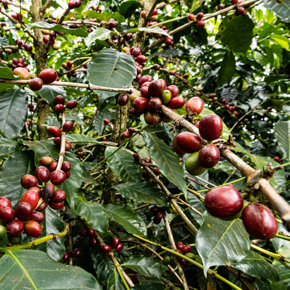 2024-2025シーズン] LuLaLao Coffee Farm 収穫・精製！