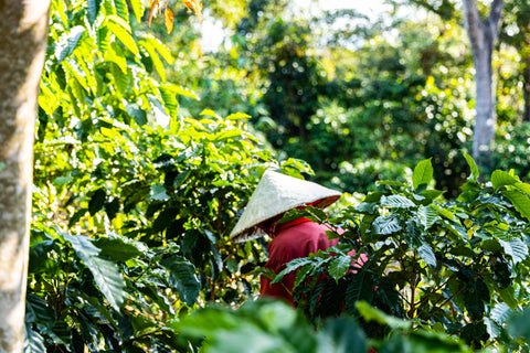 [Coffee history in Laos] ラオスコーヒーの歴史