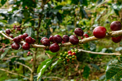 [What is coffee cherry?]コーヒーチェリーってなに？