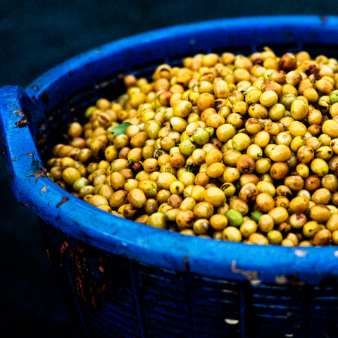 [Salavan province] Yellow Caturra / Washed Process [焙煎豆]