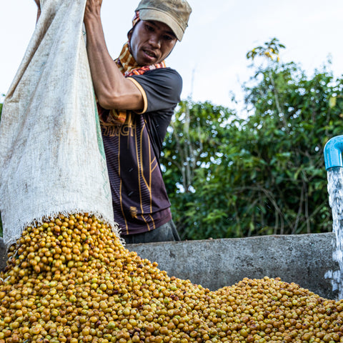 [Salavan province] Yellow Caturra / Anaerobic Natural Process [焙煎豆]