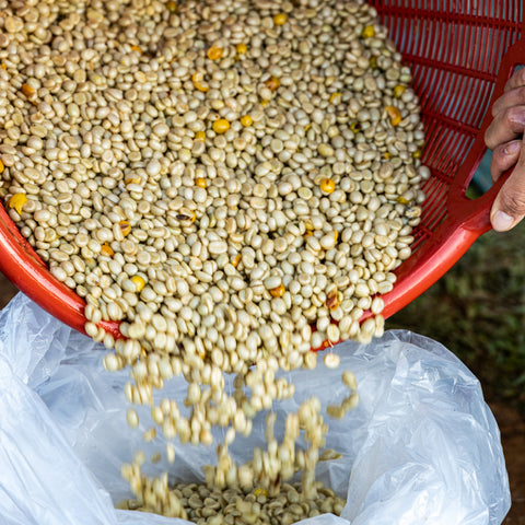 [Salavan province] Yellow Caturra / Anaerobic Honey Process [焙煎豆]