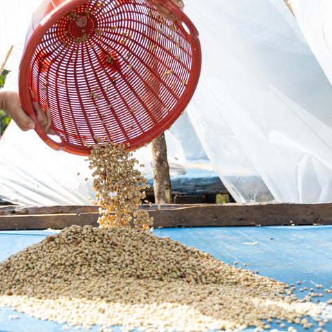 [Champasak province] Catimor / Washed Process [焙煎豆]