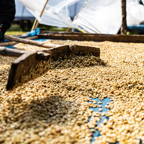 [Salavan province] Yellow Caturra / Anaerobic Honey Process [焙煎豆]