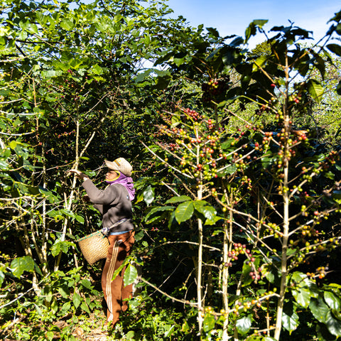 [Champasak province] Catimor / Anaerobic Natural Process [焙煎豆]