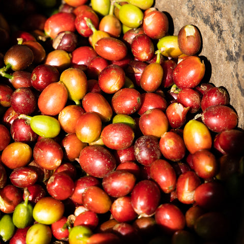 [Champasak province] Typica / Natural Process [焙煎豆]