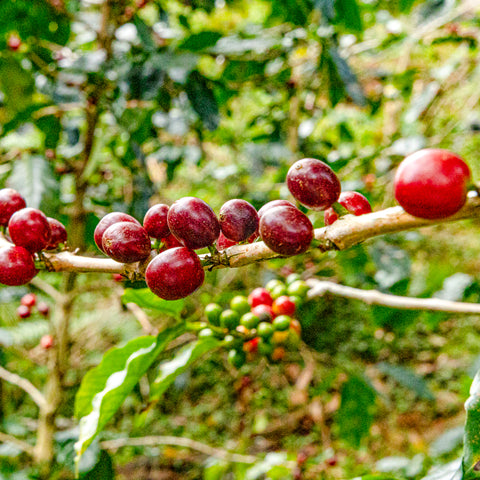 [Champasak province] Typica / Natural Process [焙煎豆]