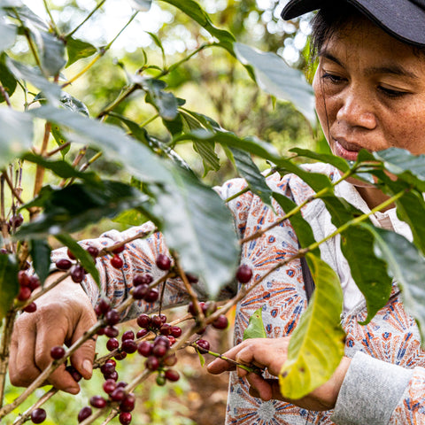 [Champasak province] Typica / Washed Process [焙煎豆]