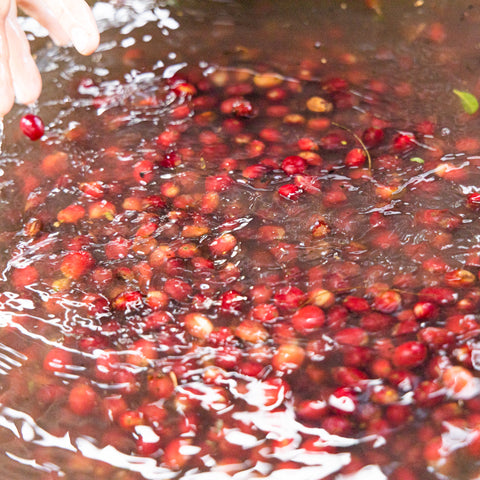 [Champasak province] Typica / Natural Process [焙煎豆]