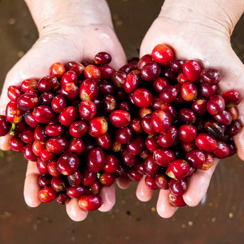 [Champasak province] Typica / Natural Process [焙煎豆]