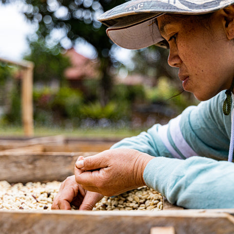 [Champasak province] Typica / Washed Process [焙煎豆]