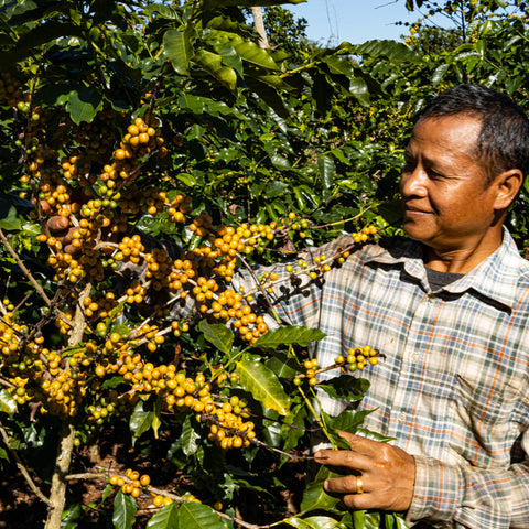 [Salavan province] Yellow Caturra / Natural Process [焙煎豆]