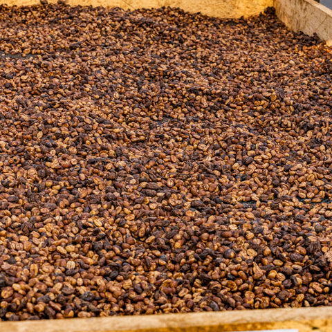 [Salavan province] Yellow Caturra / Anaerobic Honey Process [焙煎豆]