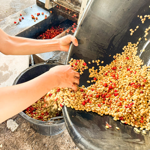 [XiengKhouang province] Typica/ Washed Process [焙煎豆]