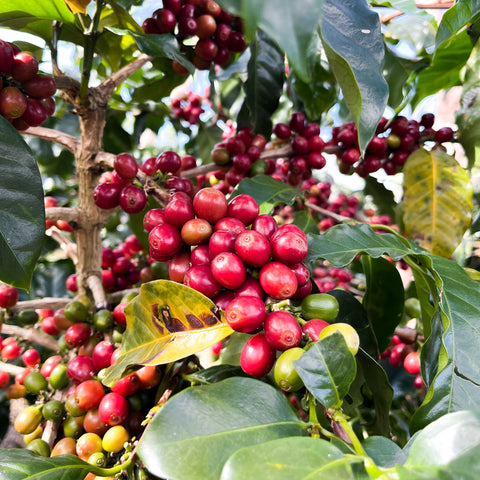 [Sekong province] Java / Honey Process [焙煎豆]